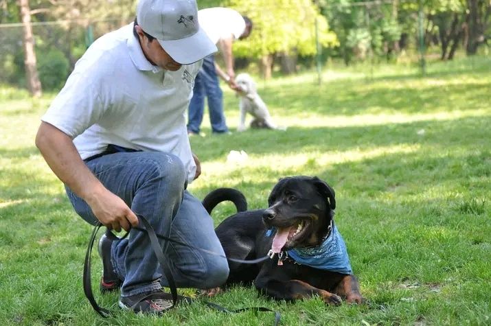 Dresaj cainii la domiciliu