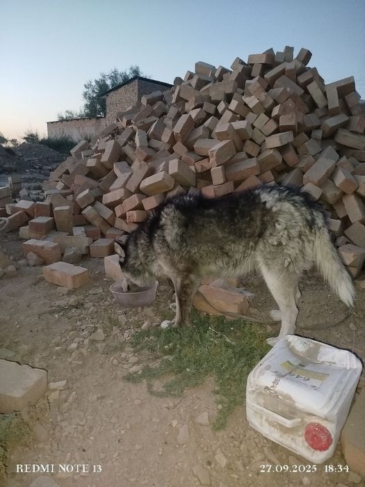 Xaski seberski 1 yoshka endi toldi