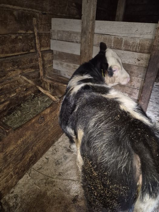 Vând vacă cu vițea.