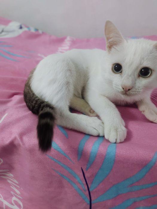 Кот белого цвета