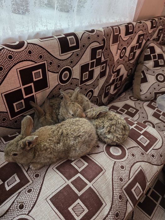 Продам кроликов  месячных