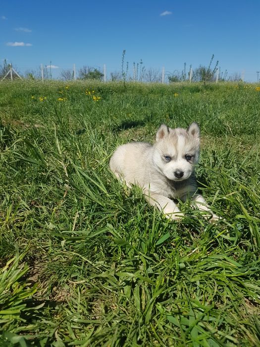 Băiețel Husky cu ochi albaștri
