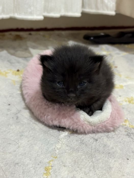 Котята (mushukchalar)