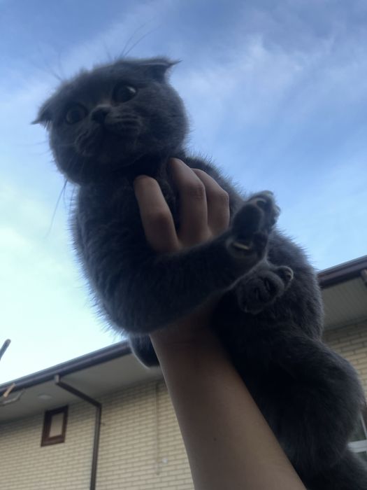 продается котенок Скоттиш Фолд