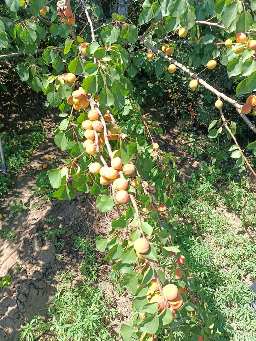 Продаю абрикосы домашние экологически чистые