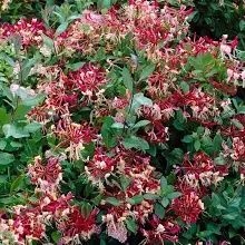 Lonicera mana Maici Domnului