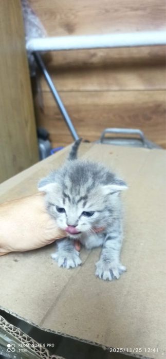 Шотландские вислоухие котята