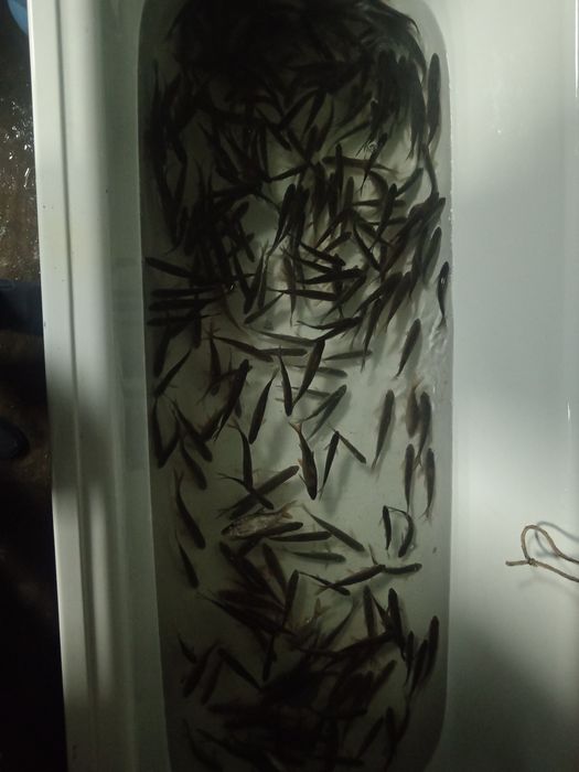 Продам жевца чебак по 60 тенге