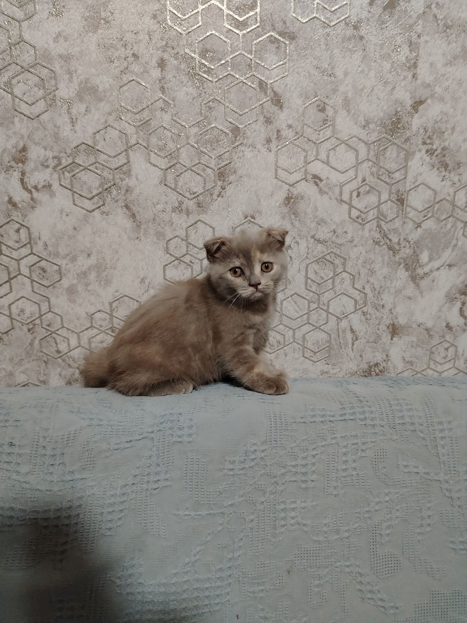 Котёнок Скоттиш фолд, девочка