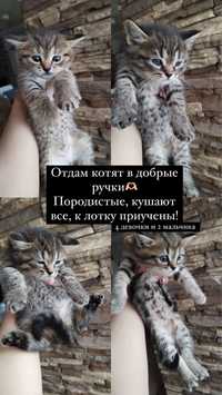 Отдам котят в добрые руки!