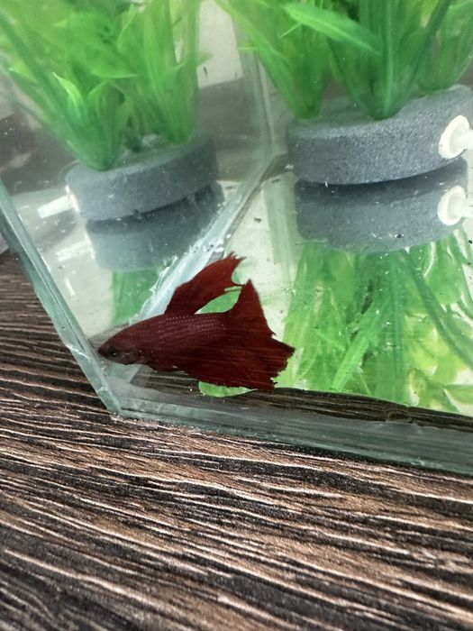 Pesti betta long tail / superb delta / crown tail