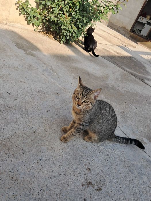 Котята (девочки)