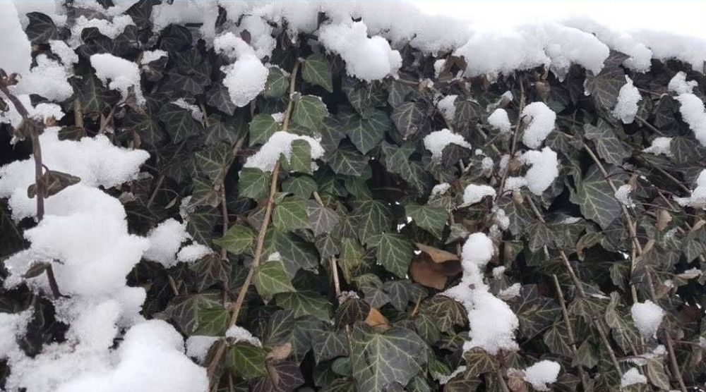 Iedera hedera helix producator