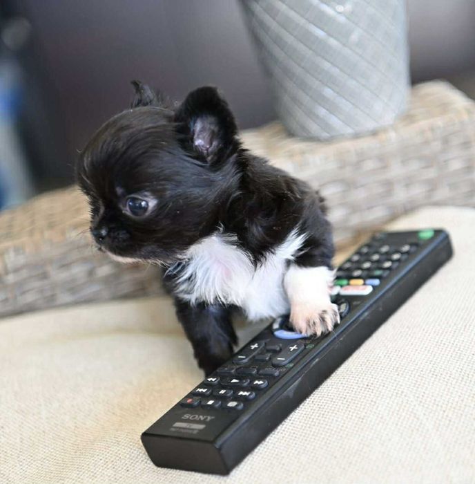 Мъжко дългокосместо мини чихуахуа