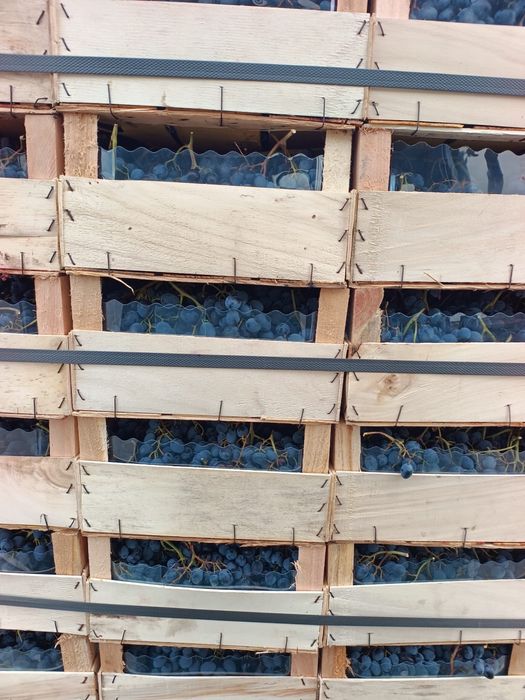 Vand struguri de Vin soi MOLDOVA