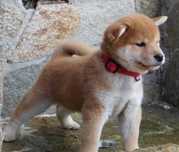 Shiba inu de vanzare cu vaccin si transport in tara