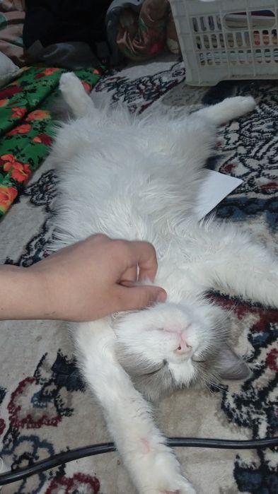 erkak mushuk parodiali