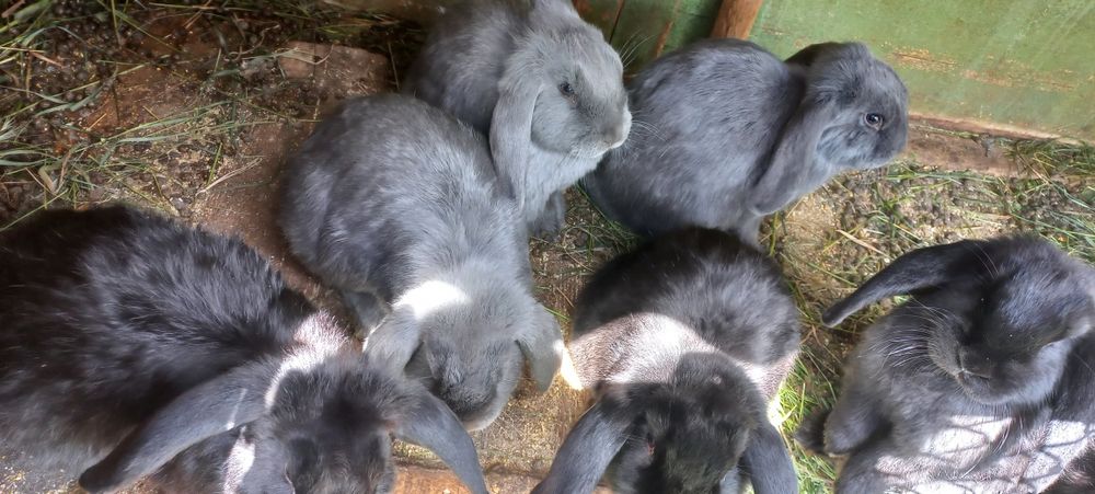 Vând iepuri berbec german