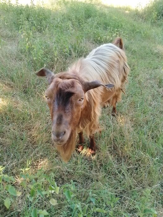 Vând țap!! Negociabil