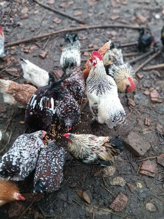 Vand gaini frumoase mici si mari, perlate, americane