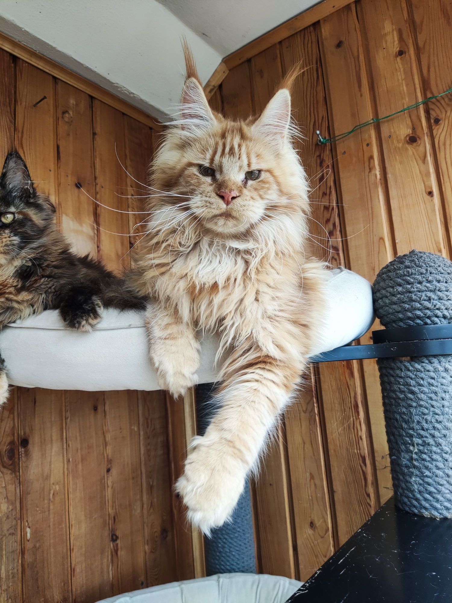 Котёнок Мейн кун