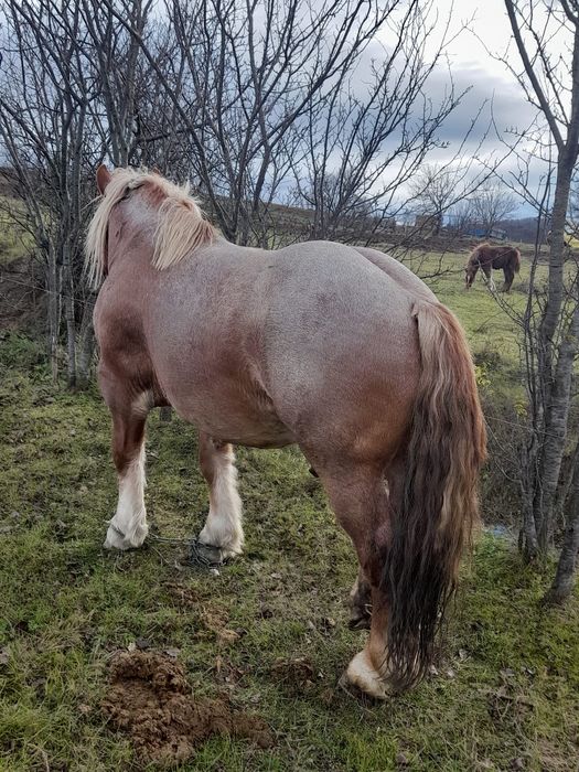 De vânzare pentru detalii la telefon