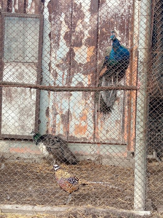 Холандска гащата,фазани,пауни,якалии  и мандаринки
Фазани чарвено-злат