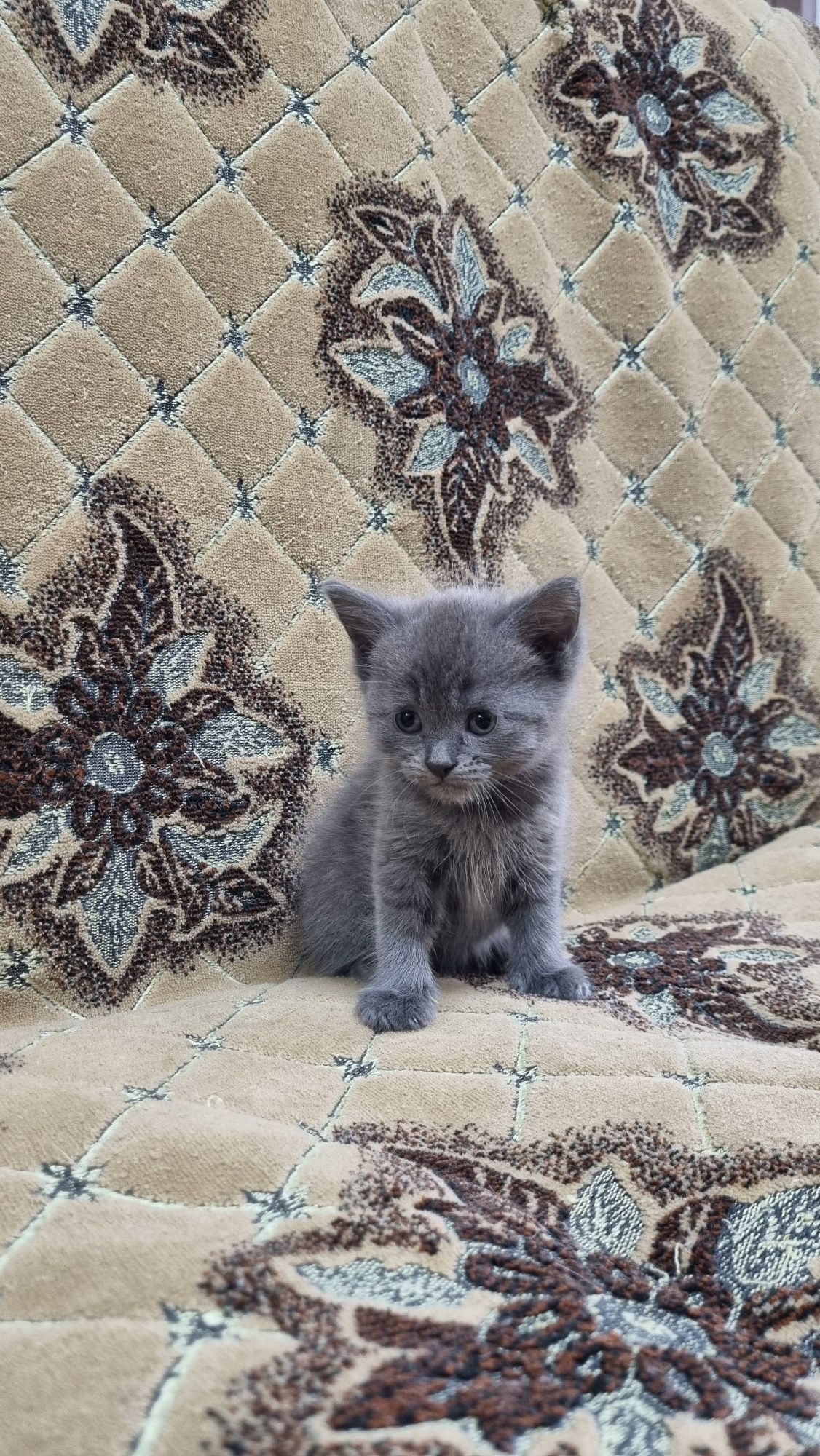 Продается котятки мальчик и девочка