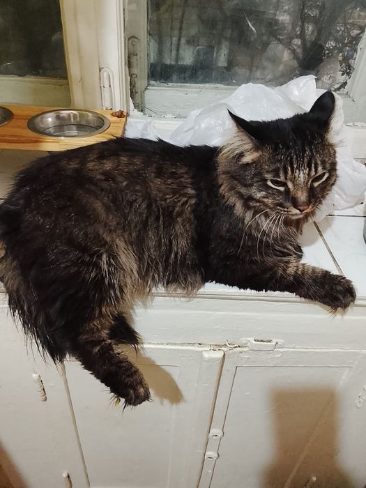 Отдам  сибирскова кота.