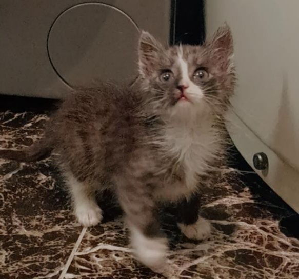 Отдам в добрые руки