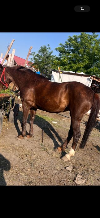 de vânzare iapă Mai multe detalii la tel