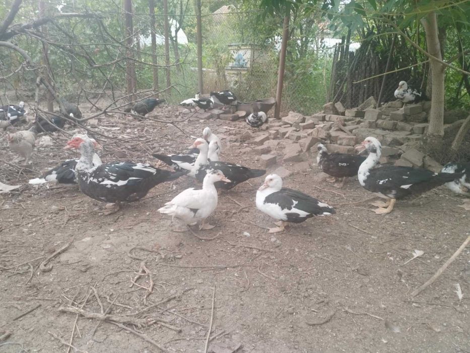 Vând rațe si rățoi muți