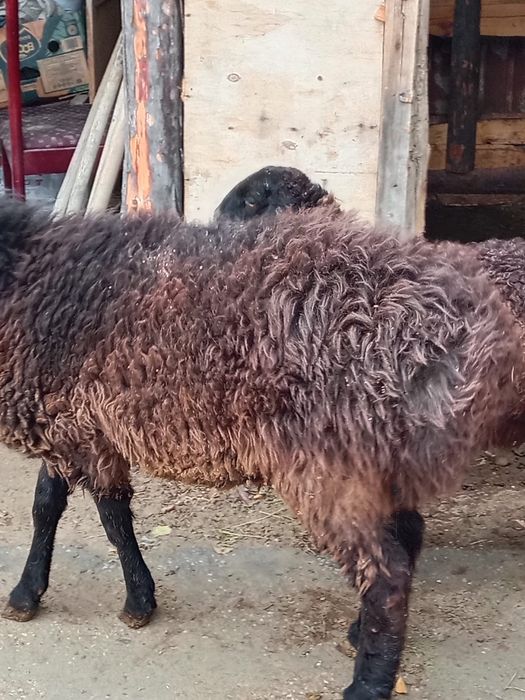 Қой 1 жасар семіз