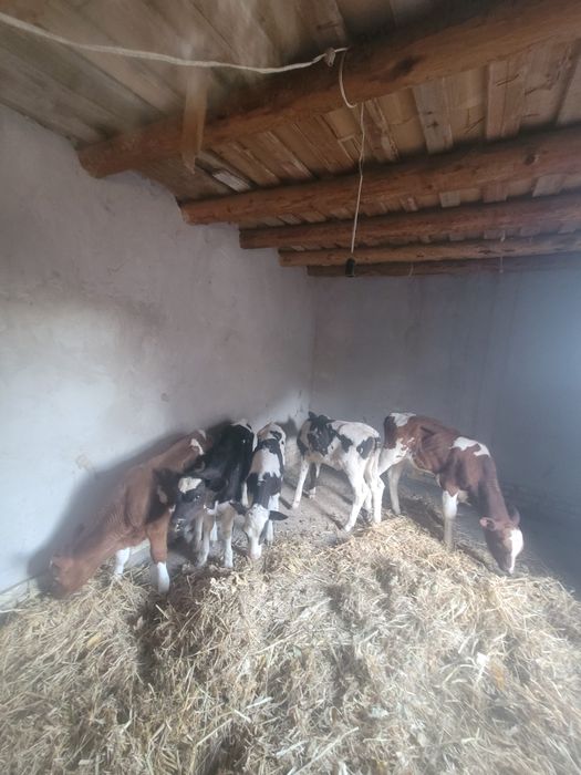 сементал укизча.