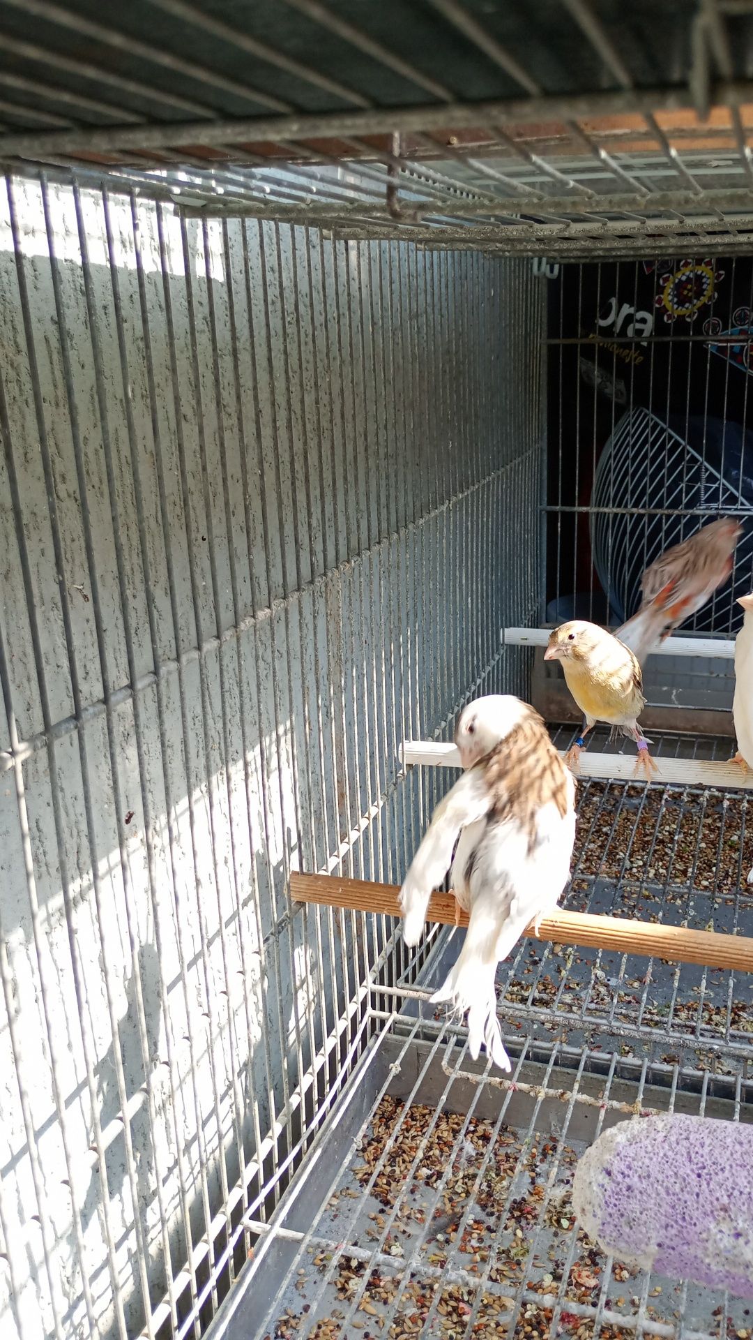 Pasari de companie