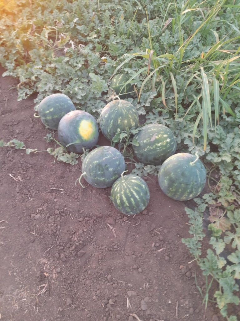 Lubenite de vanzare