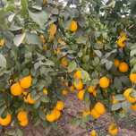 Limon va manzarali daraxtlar