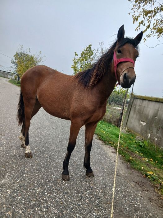 Vând manza sau schimb de un an