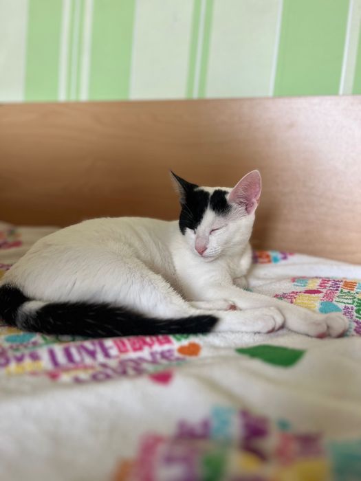 Подарявам котета