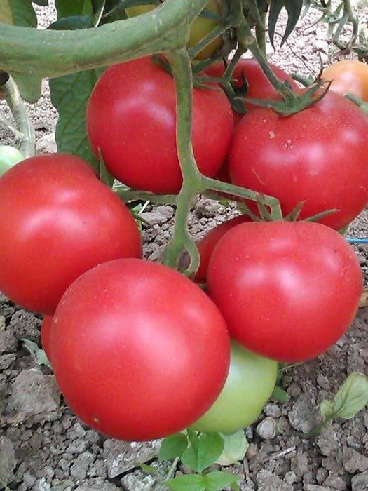 Roșii și vinete de vănzare!