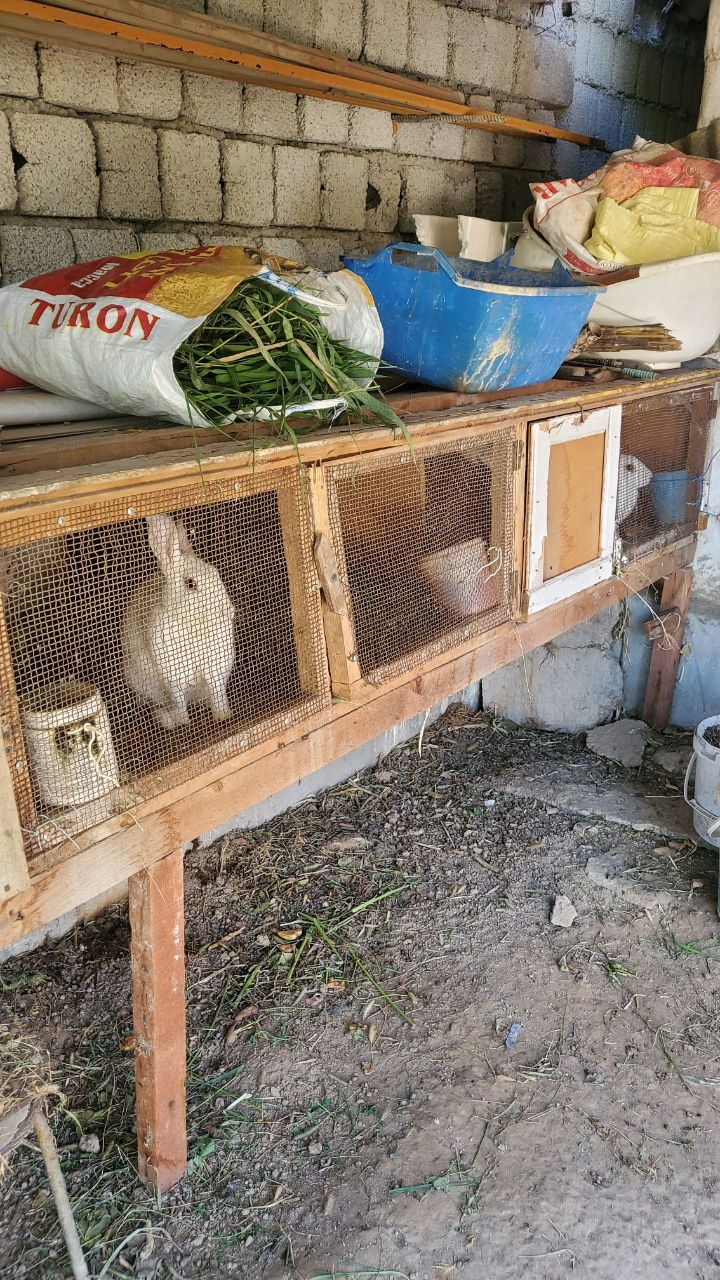 Продаются кролики