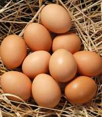 Яйца домашних кур.600тг.