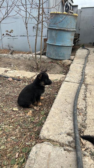 Продам щенков немецкой овчарки