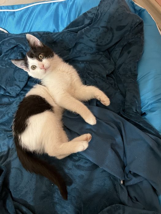 Подарявам мъжко коте