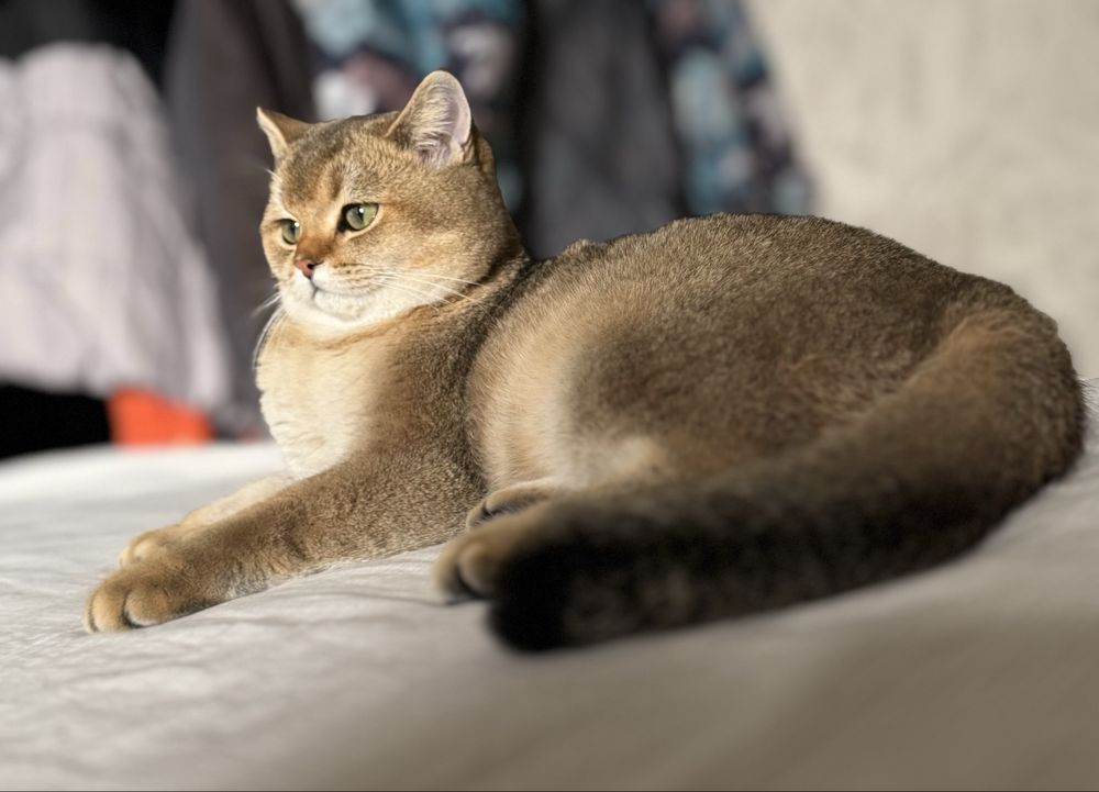Вязка Кот Шиншилла Золотистый (Don)