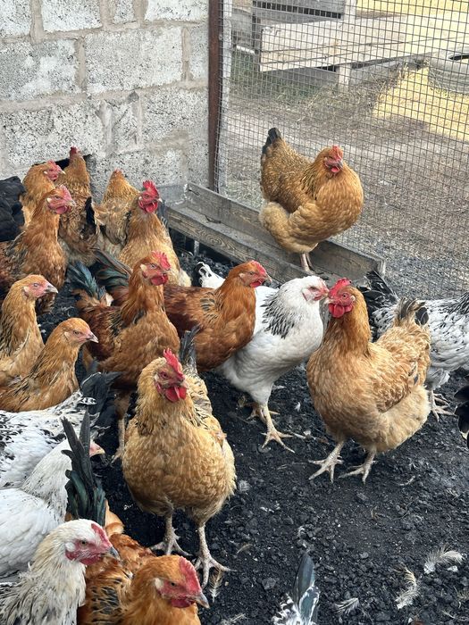 Куры и петухи домашние
