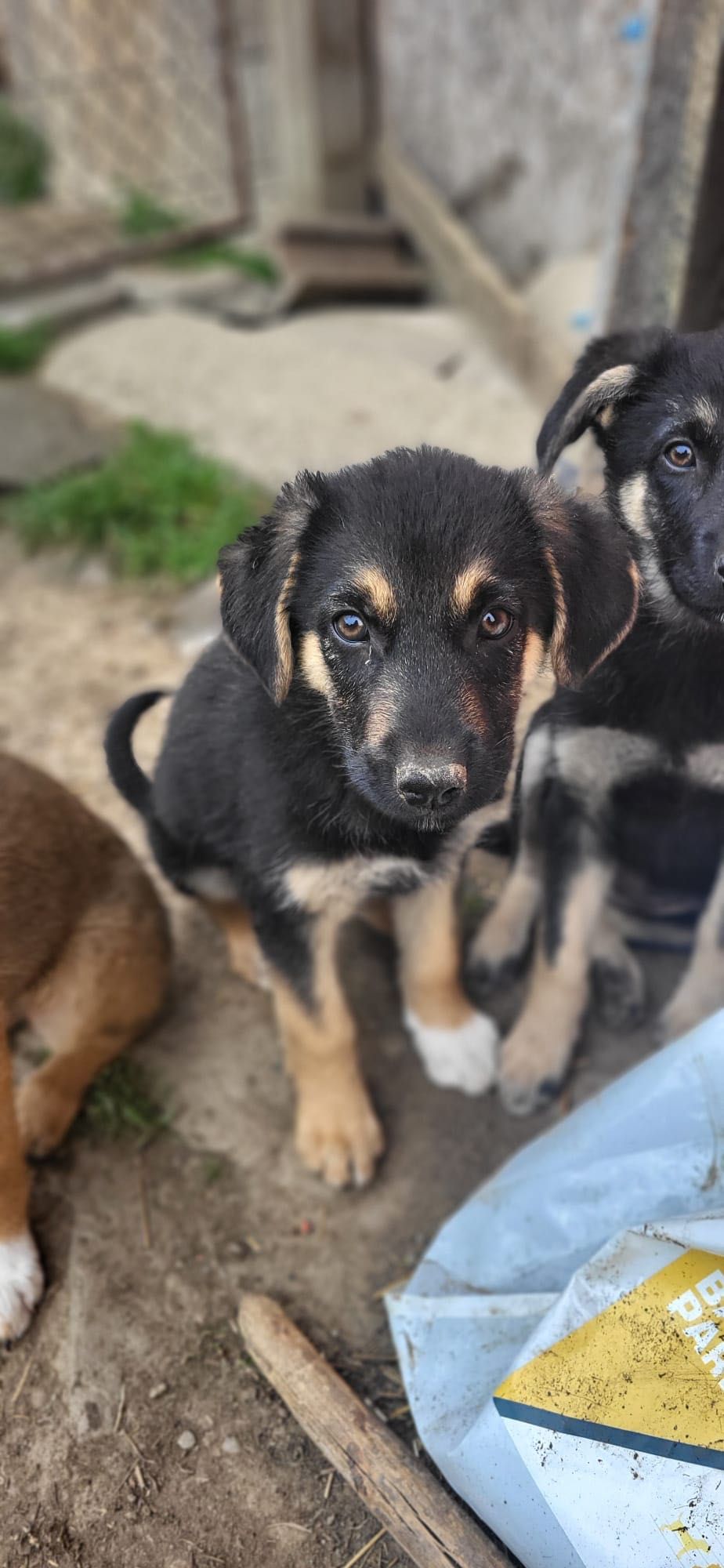 Un cățeluș adorabil își caută familie