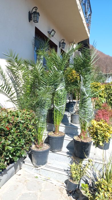 Plante ornamentale ce mai mare gamă preț accesibil transport gratuit