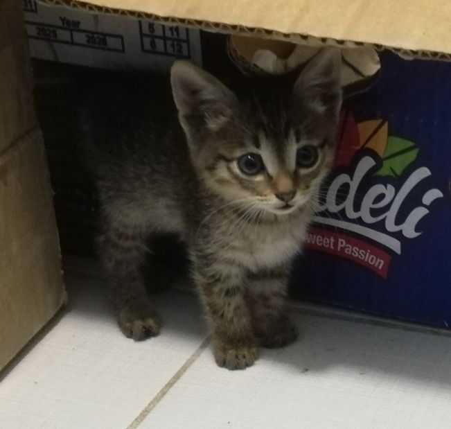 Отдадим котёнка в добрые руки