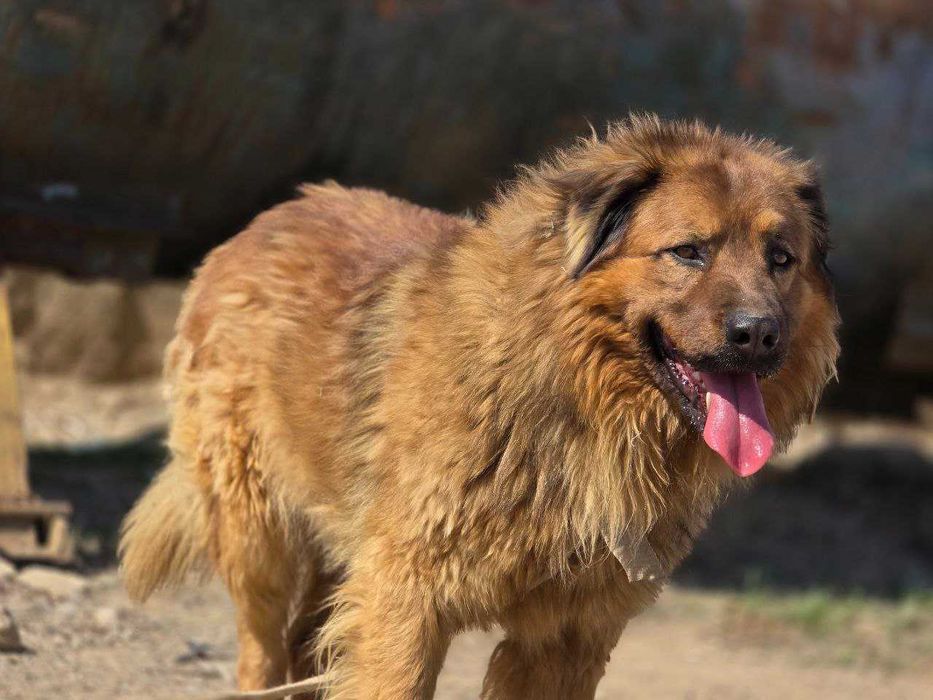 Qoʻriqchi it kinologiyada tarbiyalangan